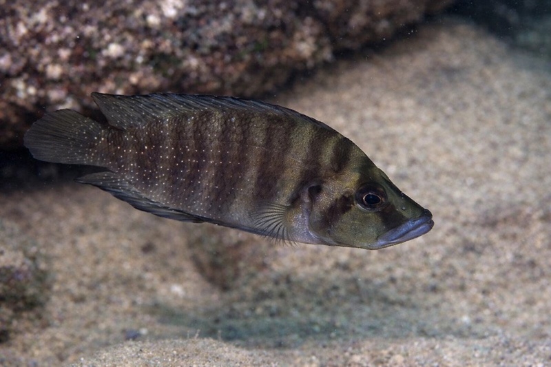 Altolamprologus compressiceps 'Kasakalawe'
